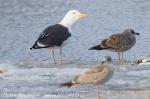 Great black-backed gull (Larus marinus)