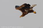 Orel mořský (Haliaeetus albicilla)