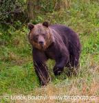 Medvěd hnědý (Ursus arctos)