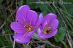 Meadow saffron (Colchicum autumnale L. )