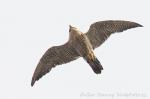 Sokol stěhovavý (Falco peregrinus)