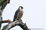 Sokol stěhovavý tundrový (Falco peregrinus calidus)