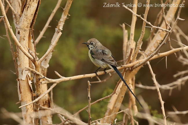 Passerines - Nile Valley Sunbird (Hedydipna metallica)
