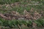 Zajíc polní (Lepus europaeus)
