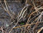 Slučka malá  (Lymnocryptes minimus)